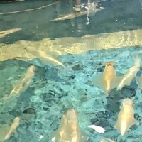 河太郎 中洲本店 - 