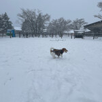 DOG DEPT.+CAFE Karuizawapurinsuten