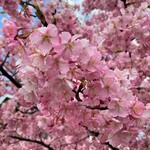 Roji-oku - 淀水路の「河津桜」