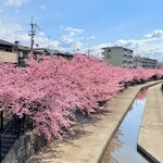 Roji-oku - 淀水路の「河津桜」