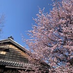 太郎酒店 - 蜂須賀桜
            