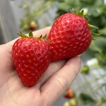 姫路ハートフル観光農園 - 