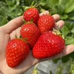 姫路ハートフル観光農園 - 