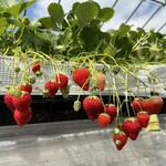 姫路ハートフル観光農園 - 