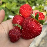 姫路ハートフル観光農園 - 