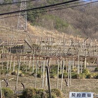 レストラン鳥居平 - 