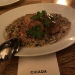 CICADA - 