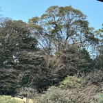 国際文化会館 - 桜にはもう少しの庭園