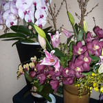 ふぐ 福治 - エレベータ・ホール　2014.1.2x