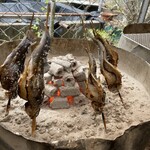 養沢フィッシングランド - 