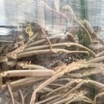 越前がに やまに水産 - 