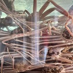 越前がに やまに水産 - 