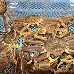 越前がに やまに水産 - 