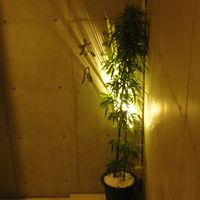 日本料理 太月 - 