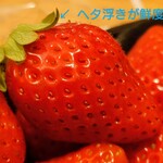 フィール - 