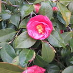 日本料理 TOBIUME - 前庭