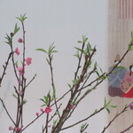 日本料理 TOBIUME - 店内設えも、桃の節句