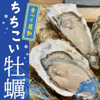 Enjoy Chichikoi Oyster, a specialty of Miyagi