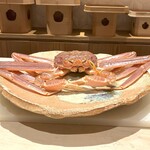 銀座 しのはら - こちらを見ている越前蟹