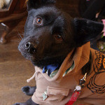 宵待草 - ちゃちゃ。おとなしくてかわいい。