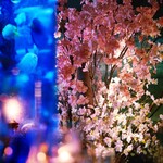 Akuariumu Dainingu Shinjukuraimu - 夜桜