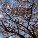 うなぎ亭 友栄 - 桜が咲いてる