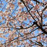 238925995 - 近くの桜まつり　早桜が綺麗でした