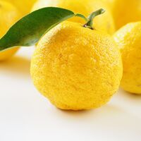 ゆずサワー　～徳島県産木頭柚子使用～
