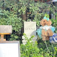GENTLE Dining - 