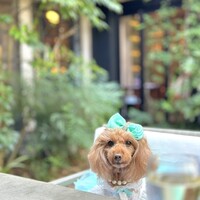 GENTLE Dining - 