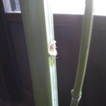 すだち - 竹の節ごとに穴を開けて水を入れてると葉が青々と長持ちするそうです。