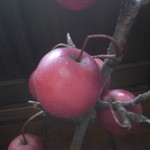 すだち - ミニリンゴ