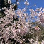 Rinkairou Shinkai Shokujidokoro - 早咲きの桜や菜の花に…一足お先の春を感じてきました♡(*´˘`*)