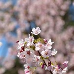 鱗介領 信海 食事処 - 伊豆は桜が咲いてました〜(*´˘`*)♡