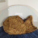 たいやき ひいらぎ - すましててかわいい