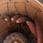 츠보야키이모 ㄴ이모