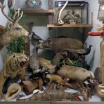 玉の湯旅館 - 剥製の並ぶショーケース