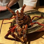 温石 - 威嚇する巨大伊勢海老