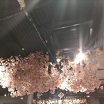 CONA - 店内装飾　桜