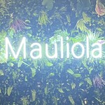 Mauliola - 