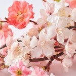 TRATTORIA CREATTA - 桜コースイメージ