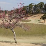 和食処　田舎家 - 16番ミドルホールグリーン