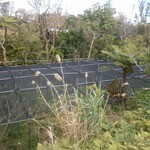 ヒロ コーヒーファーム - 【2014年1月】再生中のコーヒー畑