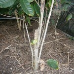 ヒロ コーヒーファーム - 【2014年1月】再生中のコーヒーの木