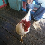 ヒロ コーヒーファーム - 【2014年1月】メッチャ馴れています！