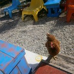 ヒロ コーヒーファーム - 【2014年1月】卵はこちらから！人見知りしません！