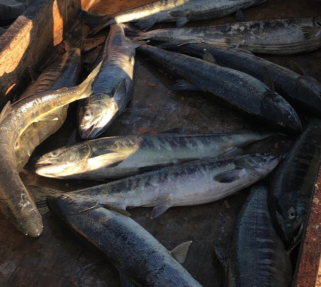新田川 鮭川食堂 - 原ノ町（海鮮）の写真