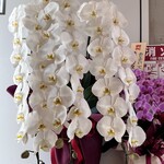 あじふらい てしお - 開店祝いの胡蝶蘭はまだ活き活きとしていた