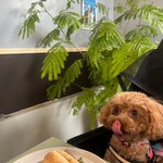 Bless dog cafe - 