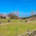 もーもーらんど 油山牧場 - 駐車場の手前にある牧場